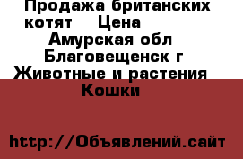 Продажа британских котят  › Цена ­ 10 000 - Амурская обл., Благовещенск г. Животные и растения » Кошки   